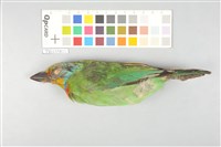 藏品(五色鳥)的圖片